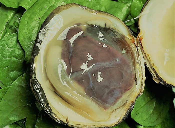 Ngán biển - Hải sản hấp dẫn tại Quảng Ninh 